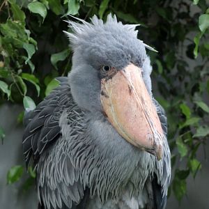 Shoebill