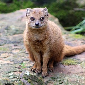 Yellow Mongoose
