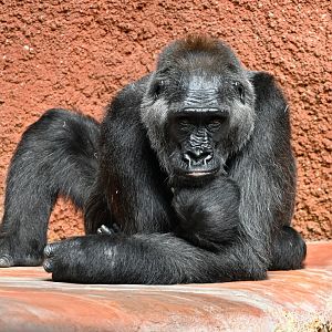 Western lowland gorilla