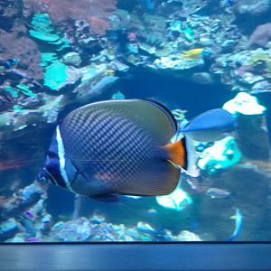 Redtail butterflyfish