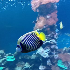 Emperor angelfish