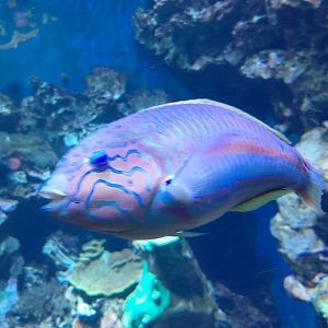 Klunzinger's wrasse