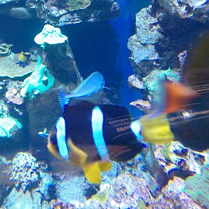 Yellowtail clownfish