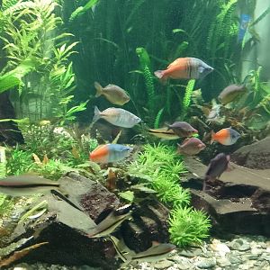 Asian freshwater fish