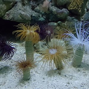 Cylinder anemones