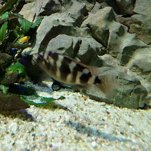 Milomo cichlid
