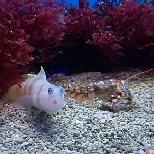 Steinit'z goby and tiger snapping shrimp