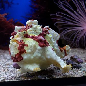 Warty frogfish