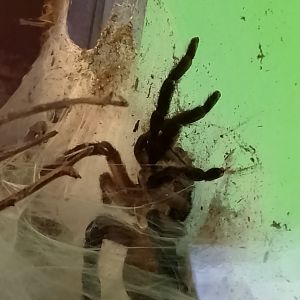 Blue baboon tarantula