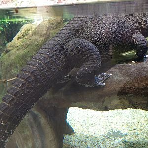 Dwarf crocodile