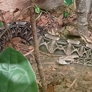 Gaboon viper