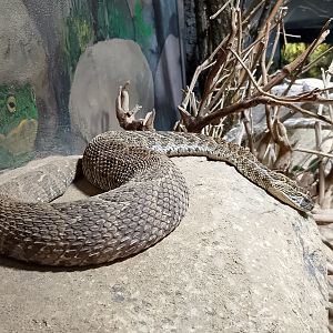 Puff adder