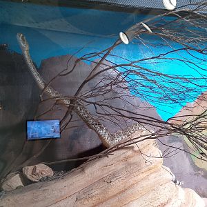 Western diamondback rattlesnake