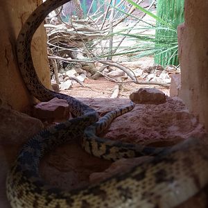 Gopher snake