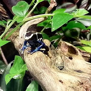 Dyeing poison dart frog