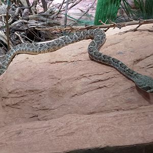 Western diamondback rattlesnake