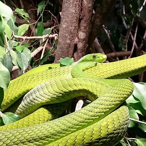Eastern green mambas