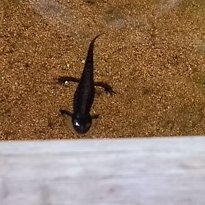 Alpine newt