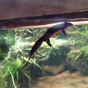 Alpine newt