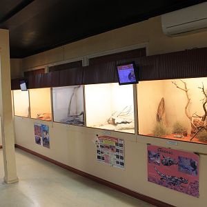 The first reptile room