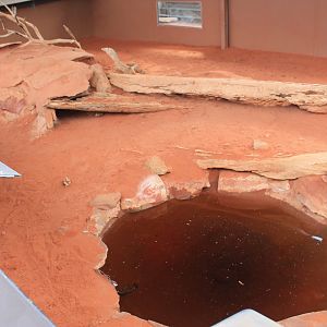 Perentie (Varanus giganteus)