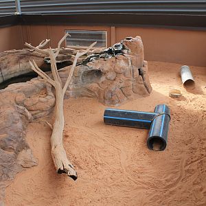 Mertens' Water Monitor (Varanus mertensi)