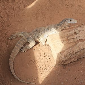 Spencer's Monitor (Varanus spenceri)
