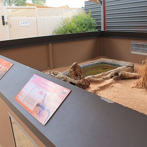 Mixed lizard enclosure