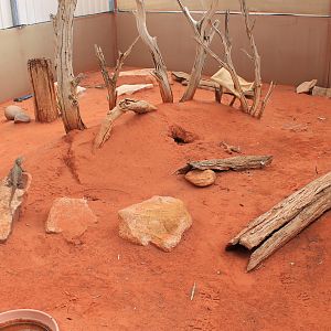 Mixed lizard enclosure