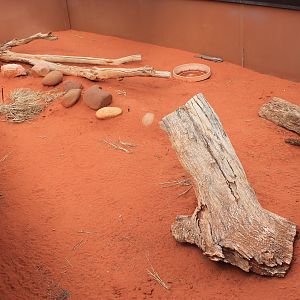 Mixed lizard enclosure