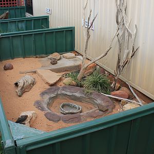 Lizard enclosures