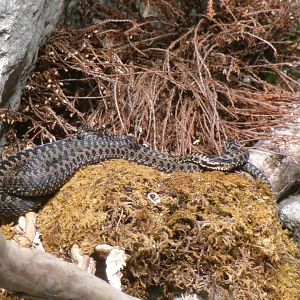 European adder