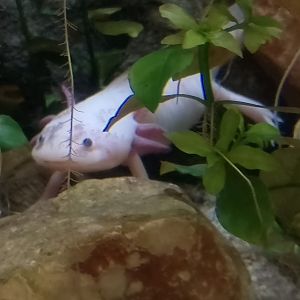 Axolotl