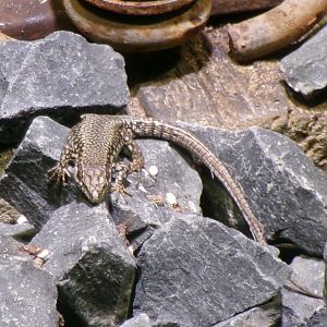 Common wall lizard