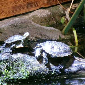 European pond turtle