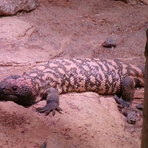 Gila monster