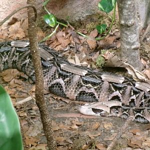 Gaboon viper
