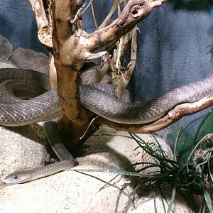Black mamba