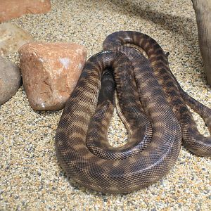 Black-headed Python (Aspidites melanocephala)