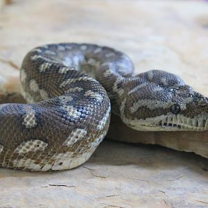Centralian Carpet Python (Morelia bredli)