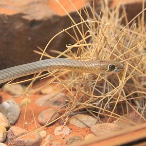 Desert Whip Snake (Demansia cyanochasma)