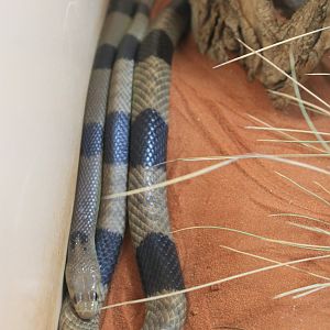 Western Brown Snake (Pseudonaja mengdeni), banded form
