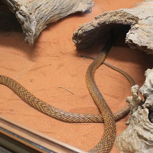 Western Brown Snake (Pseudonaja mengdeni), black-headed form