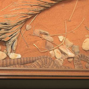 Desert Death Adder (Acanthophis pyrrhus)