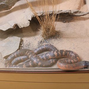 Collett's Snake (Pseudechis colletti)