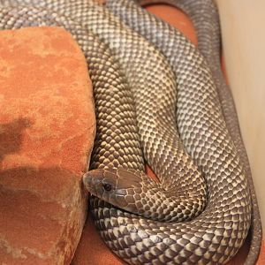 Mulga Snake / King Brown Snake (Pseudechis australis)