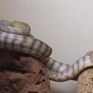Woma Python (Aspidites ramsayi)
