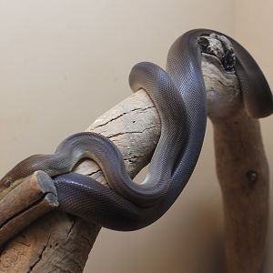 Olive Python (Liasis olivaceus)