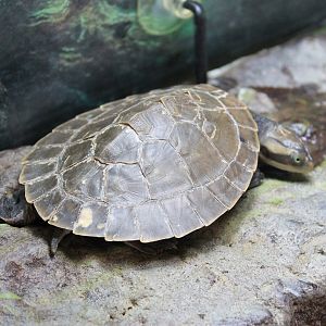 Worrell's Turtle (Emydura subglobosa worrelli)