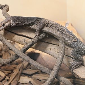 Black-headed Goanna (Varanus tristis)